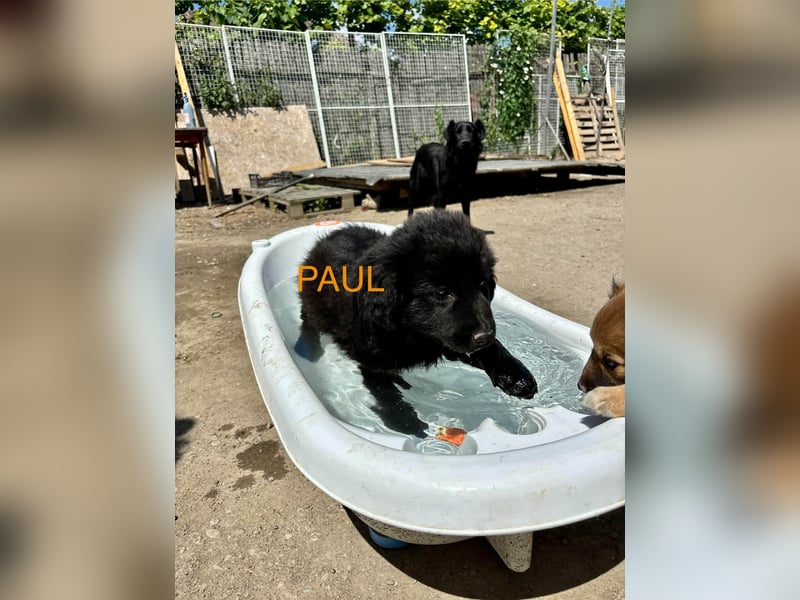 Paul Welpe - sucht seine Familie