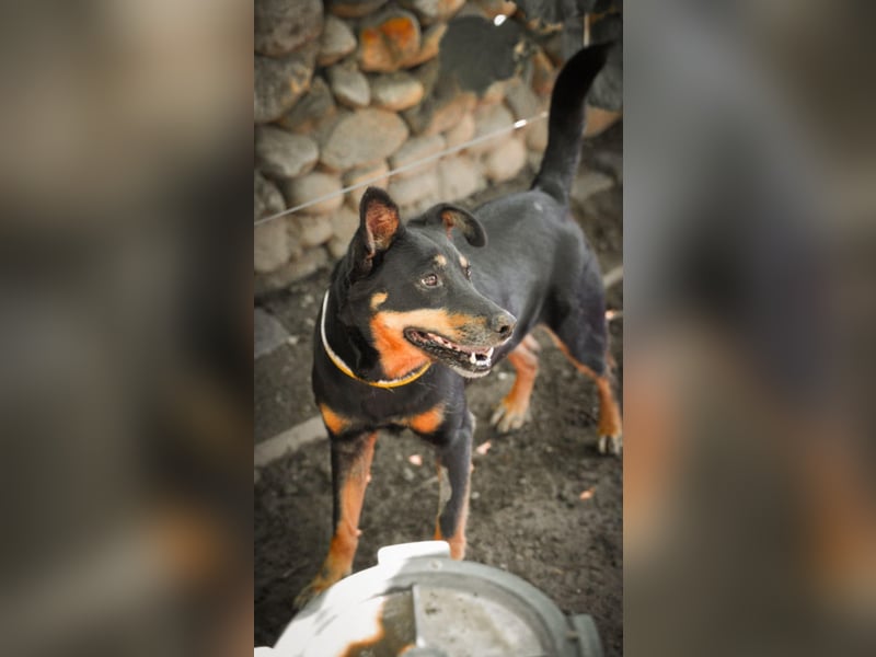 Cora – vom Kettenleben ins Herz!