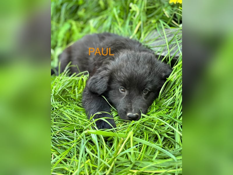 Paul Welpe - sucht seine Familie