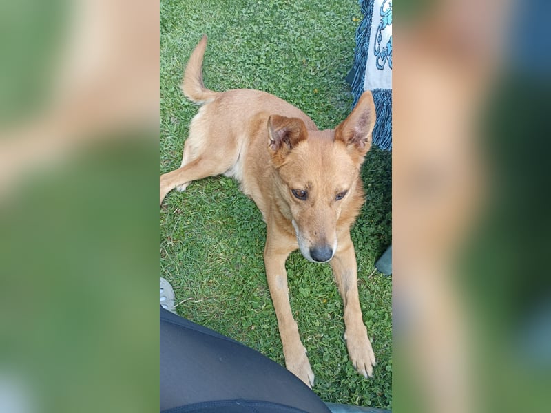 Max sucht Dringend eine Pflegestelle!