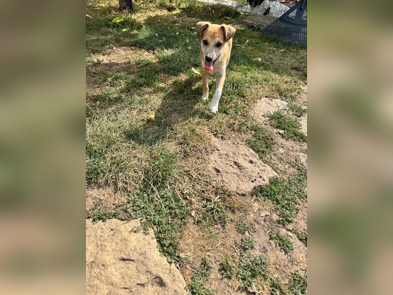 Milo Welpe - sucht eine liebevolle Familie!