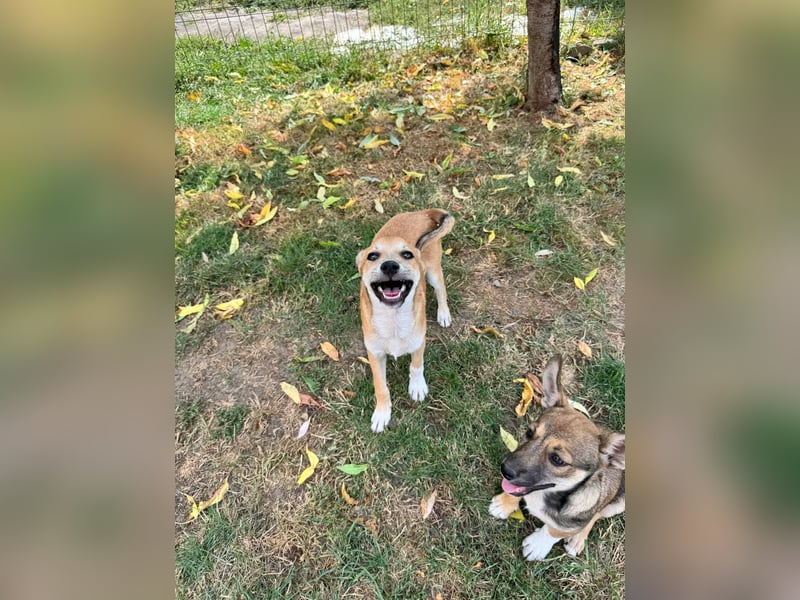 Milo Welpe - sucht eine liebevolle Familie!