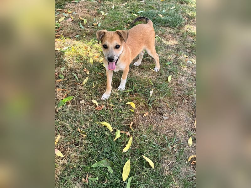 Milo Welpe - sucht eine liebevolle Familie!