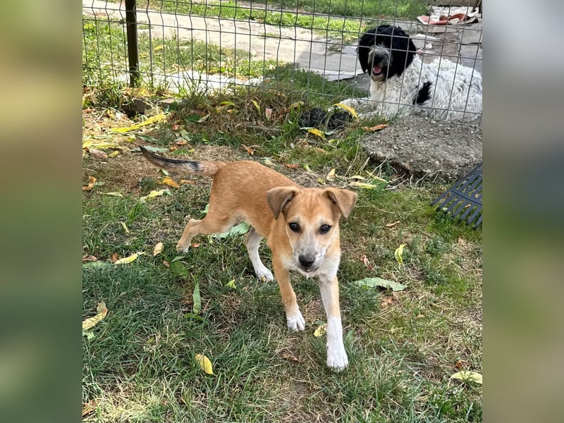 Milo Welpe - sucht eine liebevolle Familie!