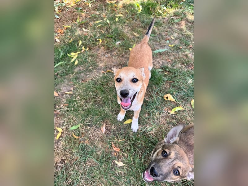 Milo Welpe - sucht eine liebevolle Familie!