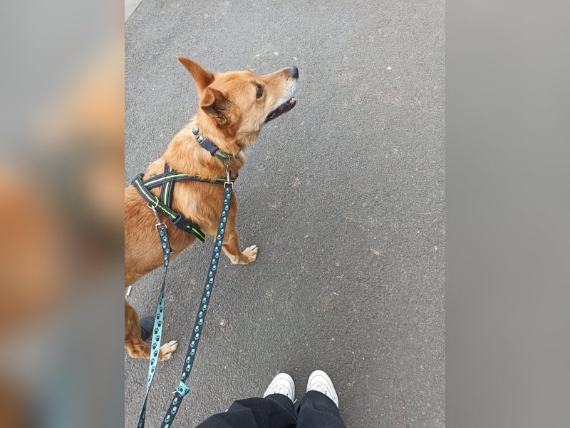 Max sucht Dringend eine Pflegestelle!