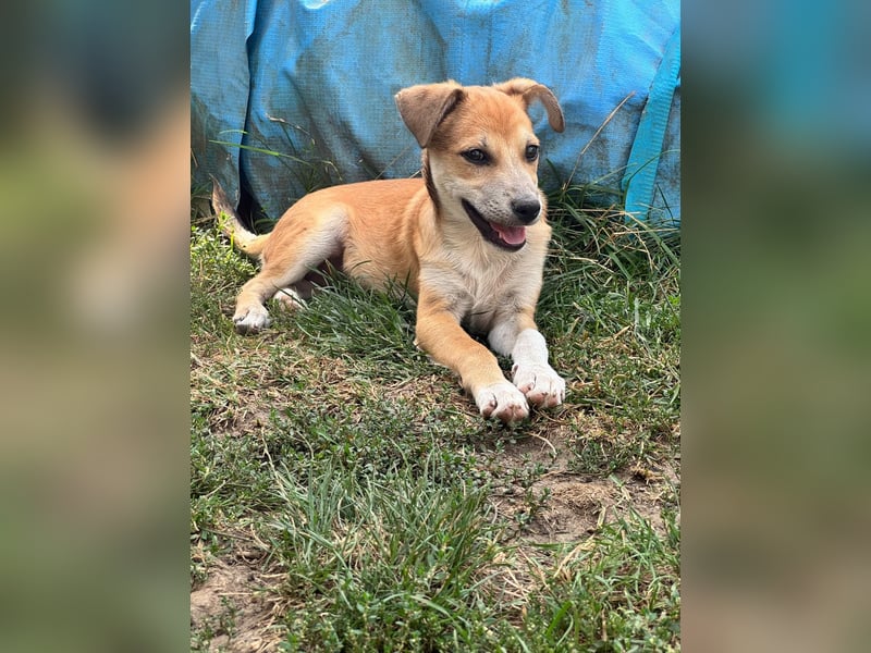 Milo Welpe - sucht eine liebevolle Familie!