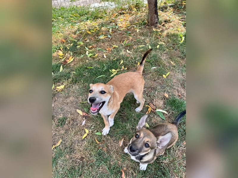 Milo Welpe - sucht eine liebevolle Familie!