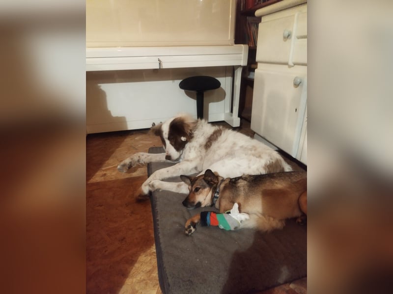 Pax sucht dringend Paten und Spender!