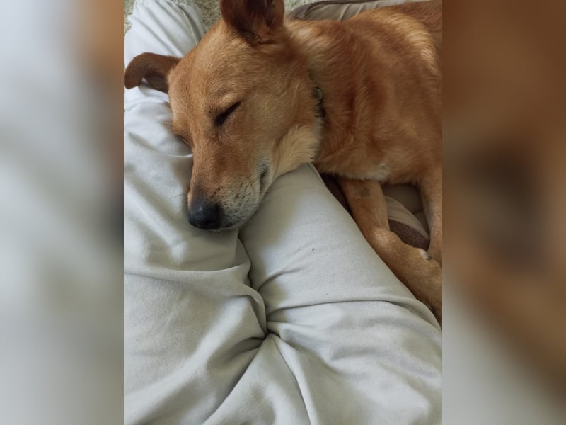 Max sucht Dringend eine Pflegestelle!