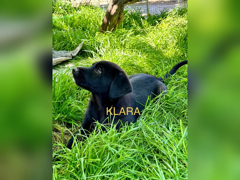 Reserviert!  Klara - Welpe sucht Ihre Familie