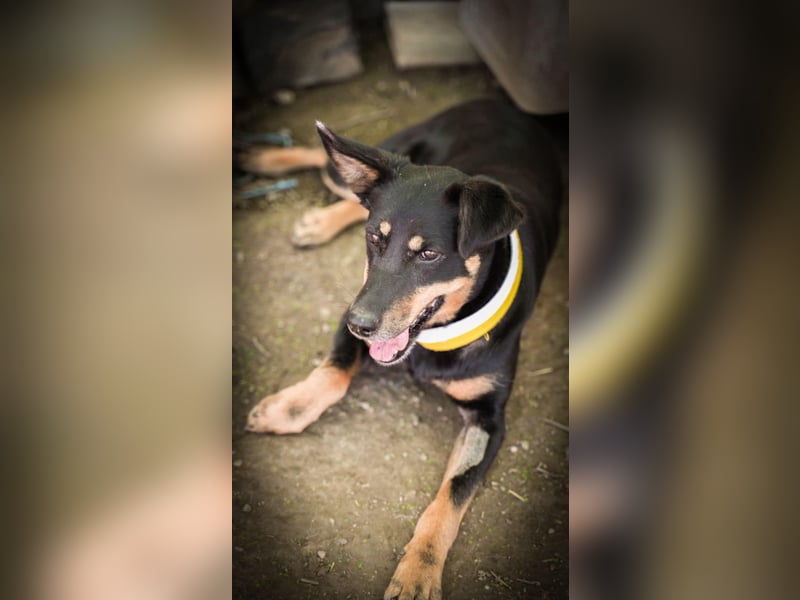 Cora – vom Kettenleben ins Herz!