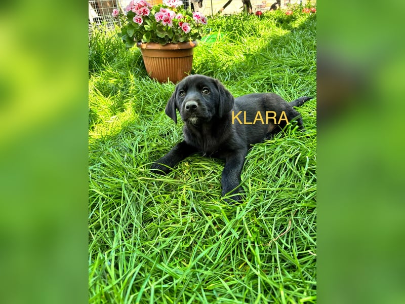 Reserviert!  Klara - Welpe sucht Ihre Familie