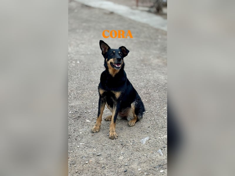 Cora – vom Kettenleben ins Herz!