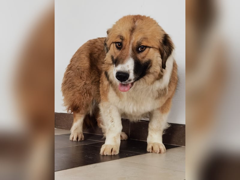 Clara sucht Ihre Menschen