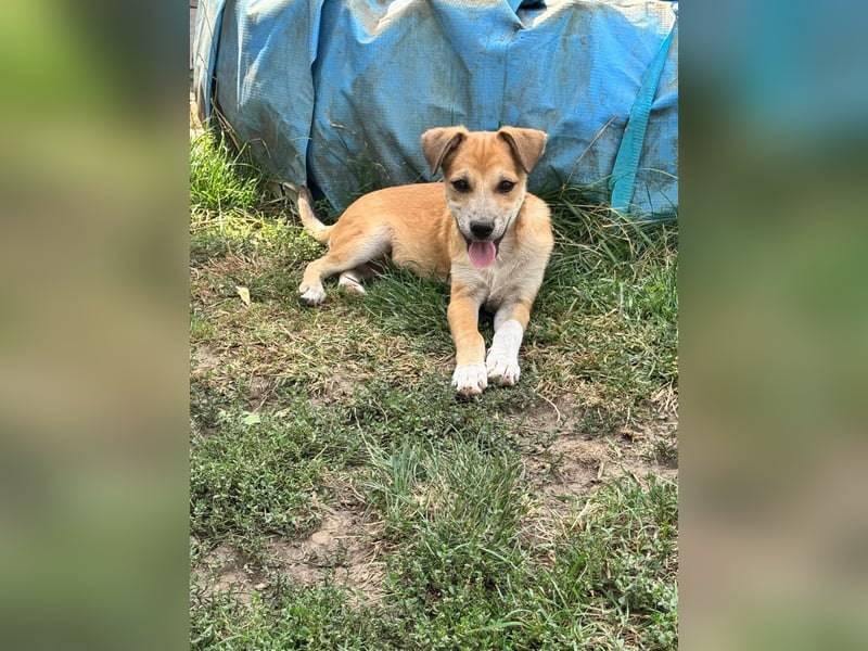 Milo Welpe - sucht eine liebevolle Familie!