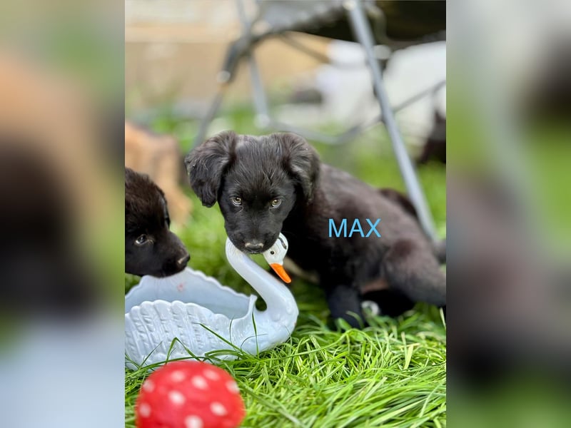 Max Welpe - sucht seine Familie!