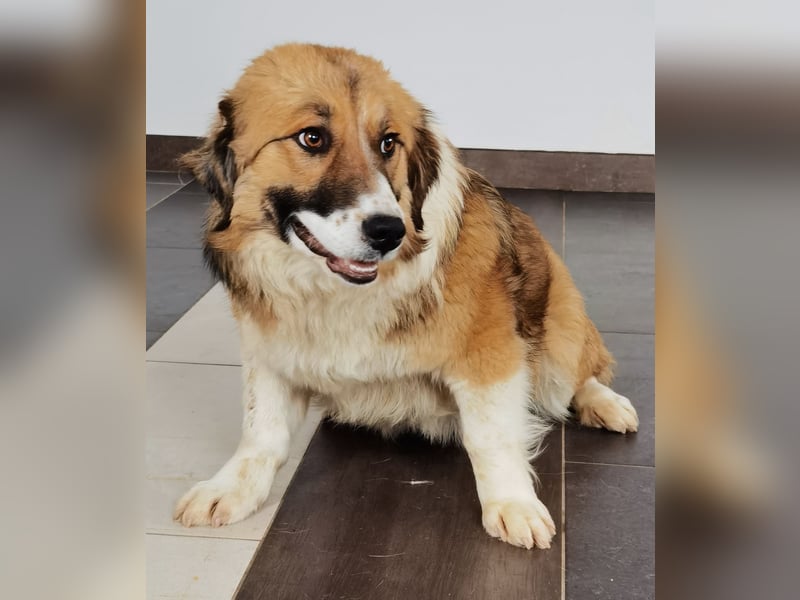 Clara sucht Ihre Menschen