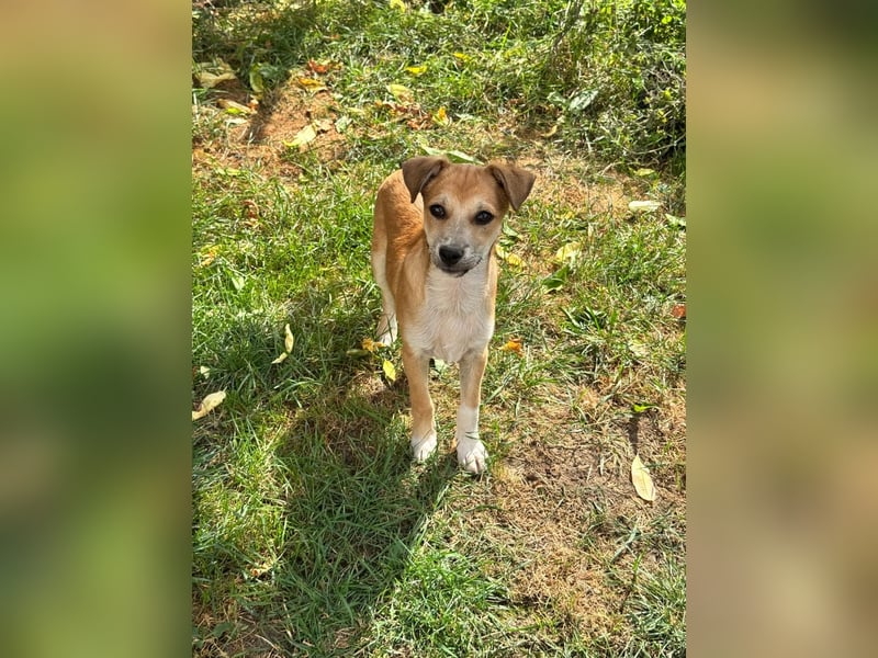 Milo Welpe - sucht eine liebevolle Familie!