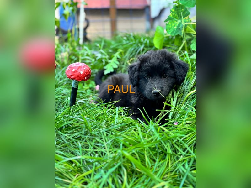 Paul Welpe - sucht seine Familie