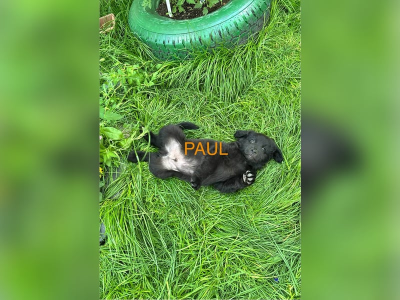 Paul Welpe - sucht seine Familie