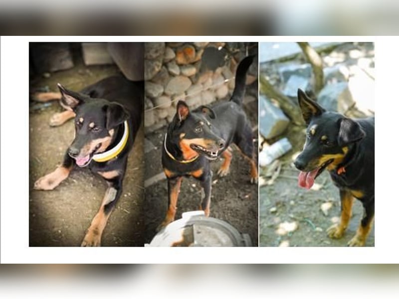 Cora – vom Kettenleben ins Herz!