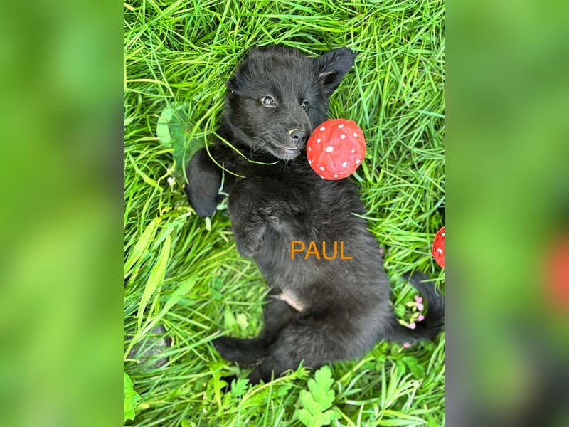 Paul Welpe - sucht seine Familie