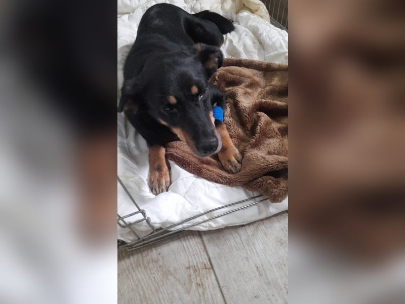 Cora – vom Kettenleben ins Herz!