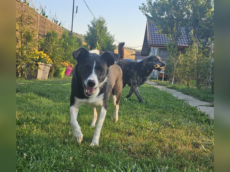 Codita sucht eine Familie!
