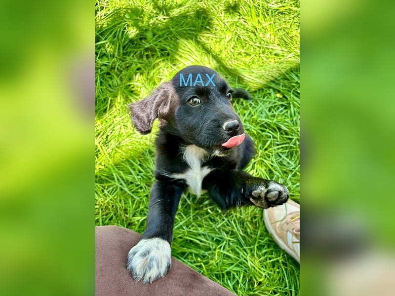 Max Welpe - sucht seine Familie!