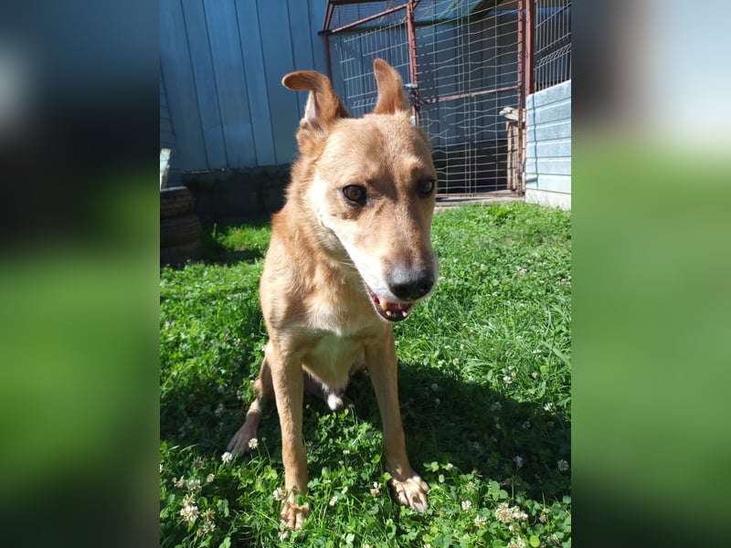 Max sucht Dringend eine Pflegestelle!