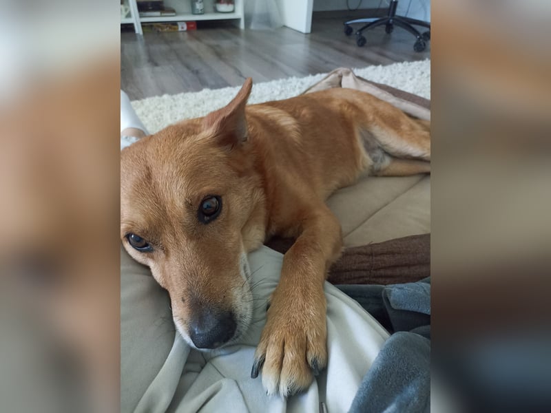 Max sucht Dringend eine Pflegestelle!