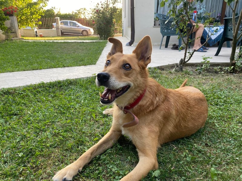 Max sucht Dringend eine Pflegestelle!