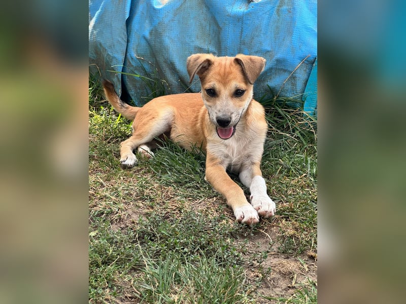 Milo Welpe - sucht eine liebevolle Familie!