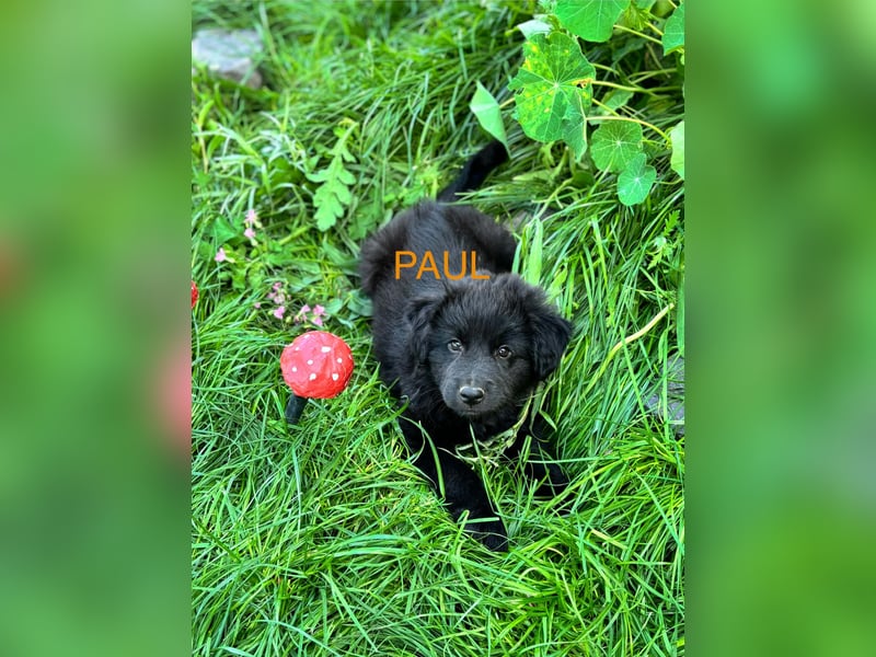 Paul Welpe - sucht seine Familie