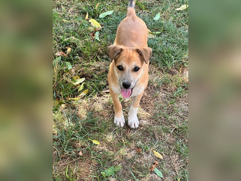 Milo Welpe - sucht eine liebevolle Familie!