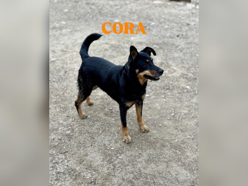 Cora – vom Kettenleben ins Herz!