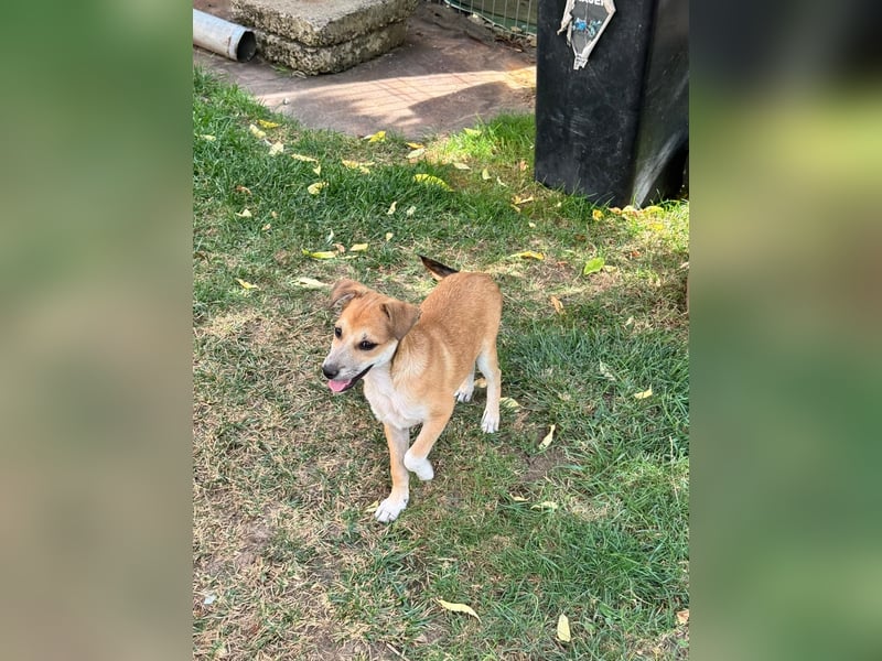 Milo Welpe - sucht eine liebevolle Familie!