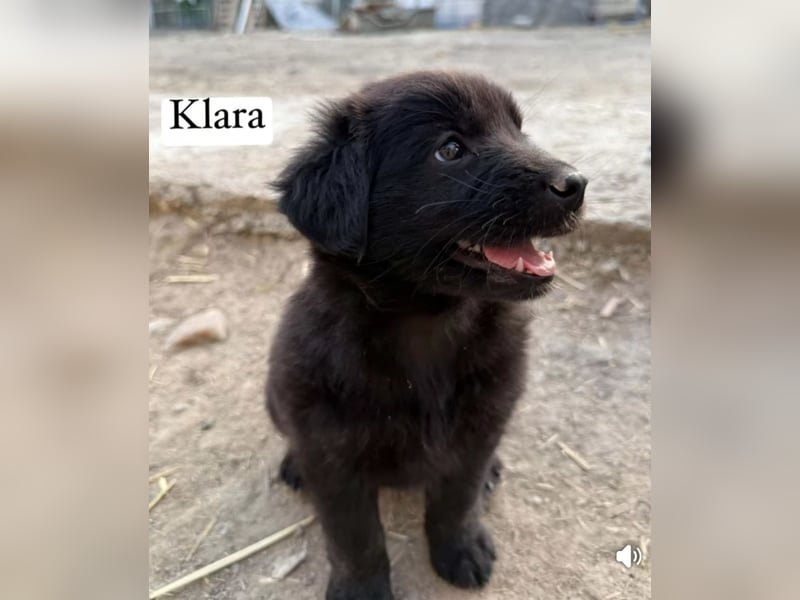 Reserviert!  Klara - Welpe sucht Ihre Familie