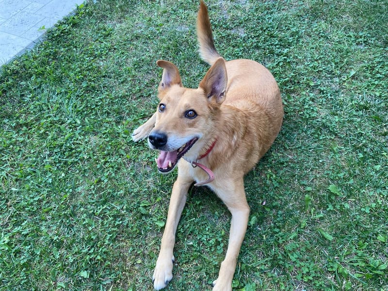 Max sucht Dringend eine Pflegestelle!