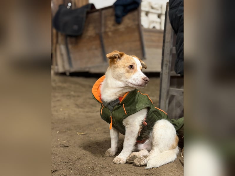 HUNDEBUB BEN SUCHT SEIN ZUHAUSE FÜR IMMER