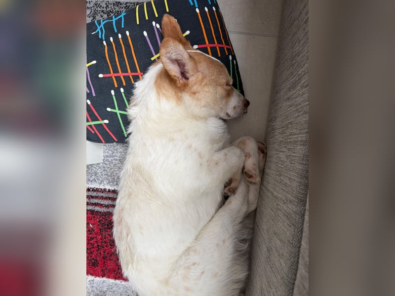 HUNDEBUB BEN SUCHT SEIN ZUHAUSE FÜR IMMER