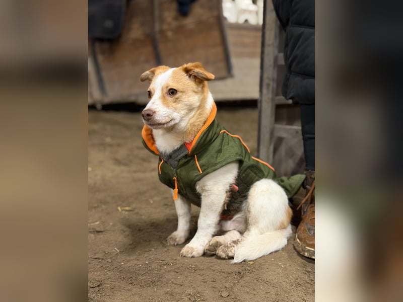 HUNDEBUB BEN SUCHT SEIN ZUHAUSE FÜR IMMER