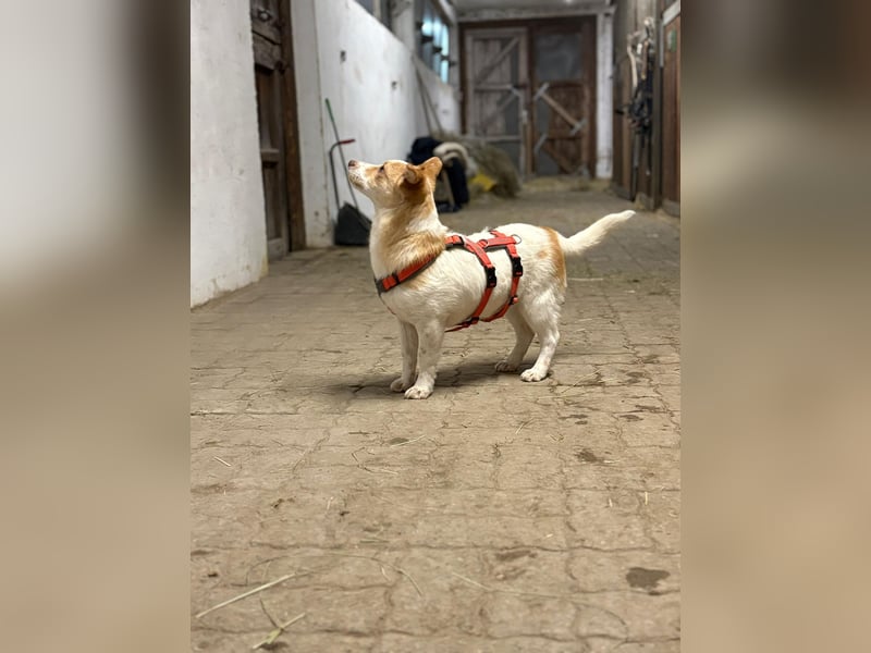 HUNDEBUB BEN SUCHT SEIN ZUHAUSE FÜR IMMER