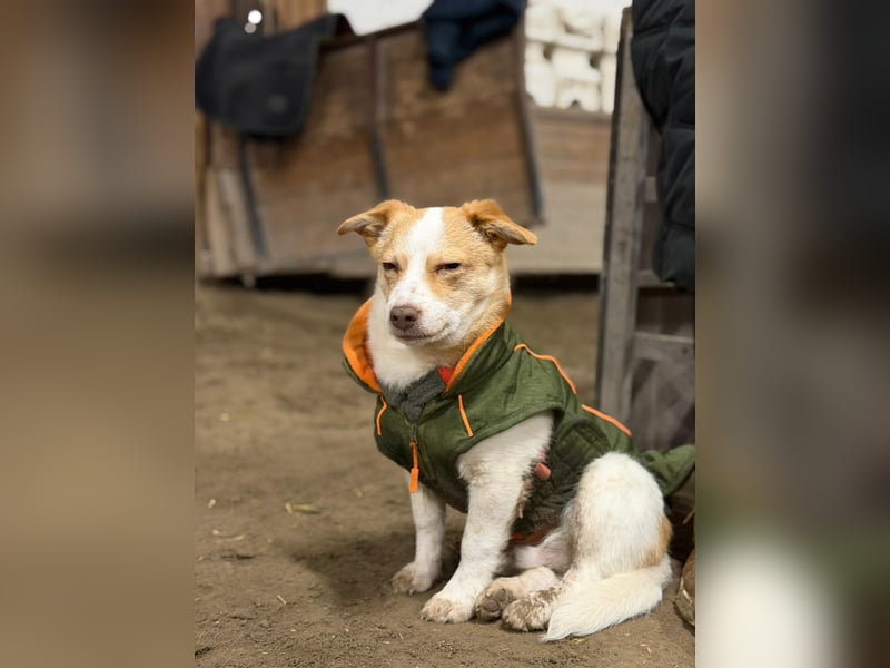 HUNDEBUB BEN SUCHT SEIN ZUHAUSE FÜR IMMER