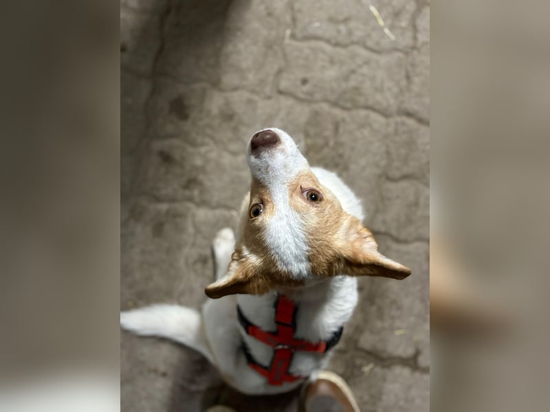 HUNDEBUB BEN SUCHT SEIN ZUHAUSE FÜR IMMER