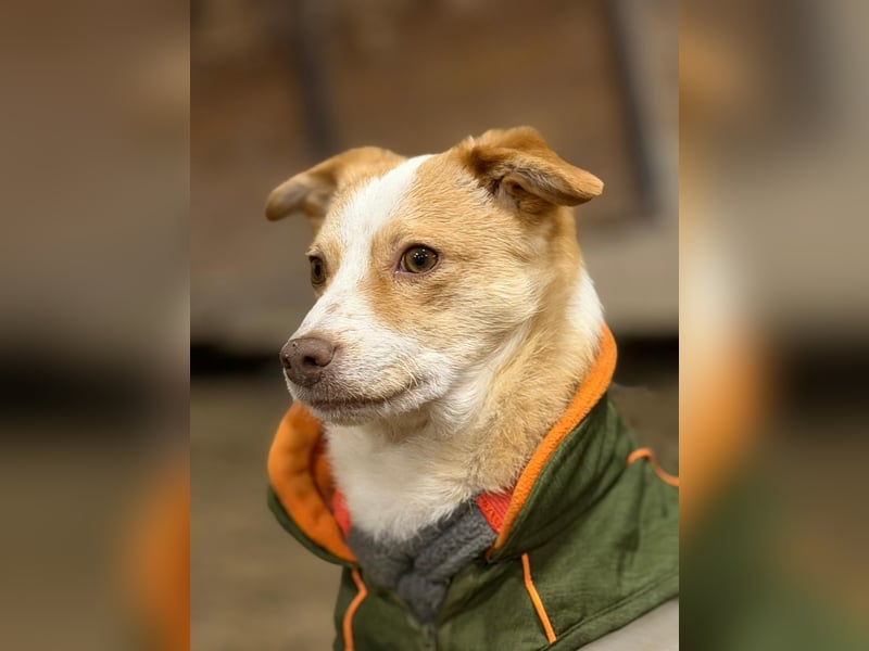 HUNDEBUB BEN SUCHT SEIN ZUHAUSE FÜR IMMER