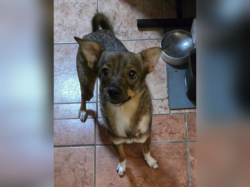 Fine sucht Zuhause bei liebevollen Hundekennern