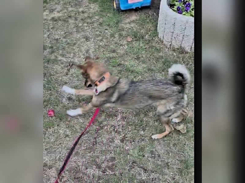Fine sucht Zuhause bei liebevollen Hundekennern