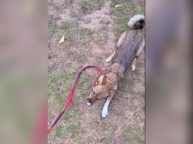 Fine sucht Zuhause bei liebevollen Hundekennern